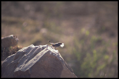 Oenanthe lugentoides