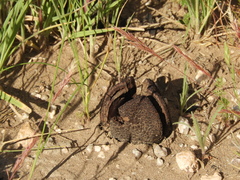 Prosopanche americana