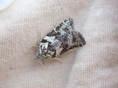 Acleris gloveranus