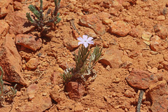 Phlox pulvinata