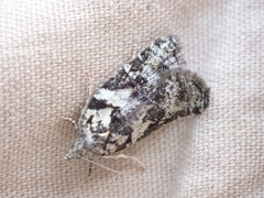 Acleris gloveranus