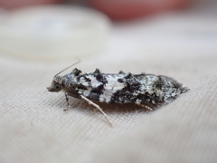Acleris gloveranus