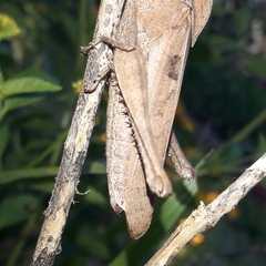 Xyleus discoideus discoideus