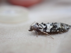 Acleris gloveranus