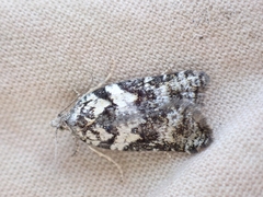 Acleris gloveranus