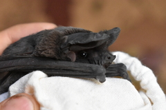 Nyctinomops macrotis