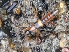 Neobisnius terminalis