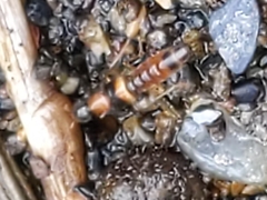 Neobisnius terminalis