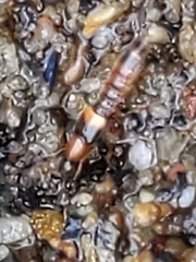 Neobisnius terminalis