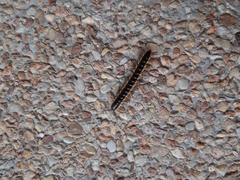 Asiomorpha coarctata