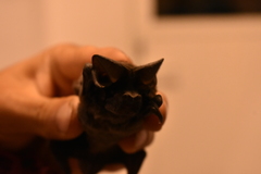 Nyctinomops macrotis