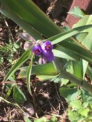 Tradescantia gigantea