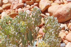 Physaria chambersii