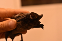 Nyctinomops macrotis