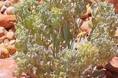Physaria chambersii