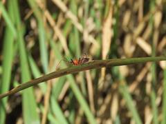 Gminatus australis