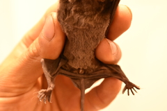 Nyctinomops macrotis