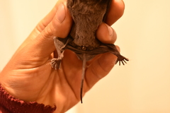 Nyctinomops macrotis