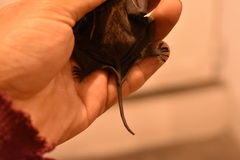 Nyctinomops macrotis