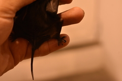 Nyctinomops macrotis