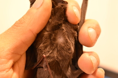 Nyctinomops macrotis