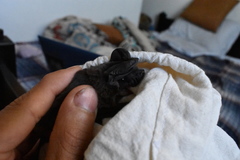 Nyctinomops macrotis