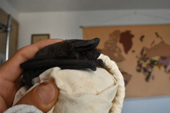 Nyctinomops macrotis