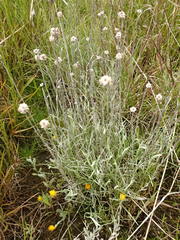 Calocephalus lacteus