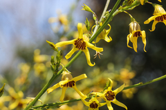 Anthocercis littorea