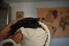 Nyctinomops macrotis