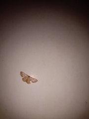 Idaea