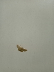 Idaea