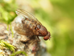 Drosophila robusta