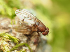 Drosophila robusta