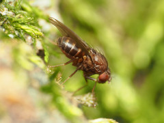 Drosophila robusta
