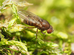Drosophila robusta