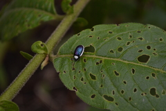 Asphaera albomarginata