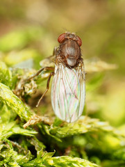 Drosophila robusta