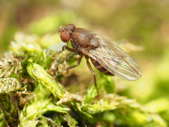 Drosophila robusta