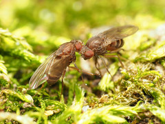 Drosophila robusta