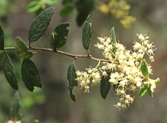 Pomaderris racemosa