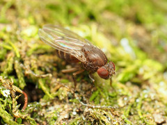 Drosophila robusta