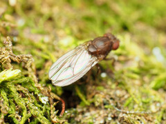 Drosophila robusta