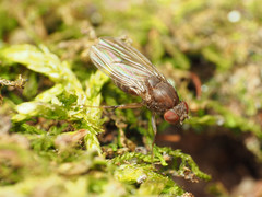 Drosophila robusta