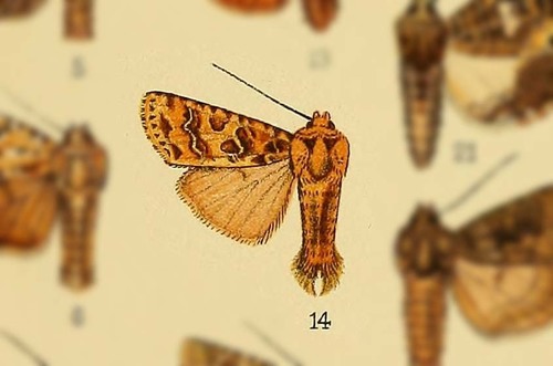 Euplexidia literata