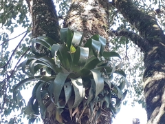 Vriesea