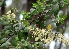 Pomaderris racemosa