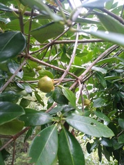 Ternstroemia tepezapote