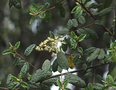 Pomaderris racemosa