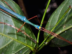 Marmessoidea rosea